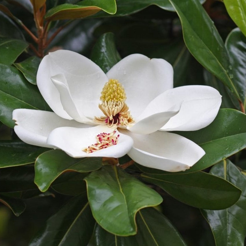Magnolia – Magnolia grandiflora - 18/20 in Cont HO/ST