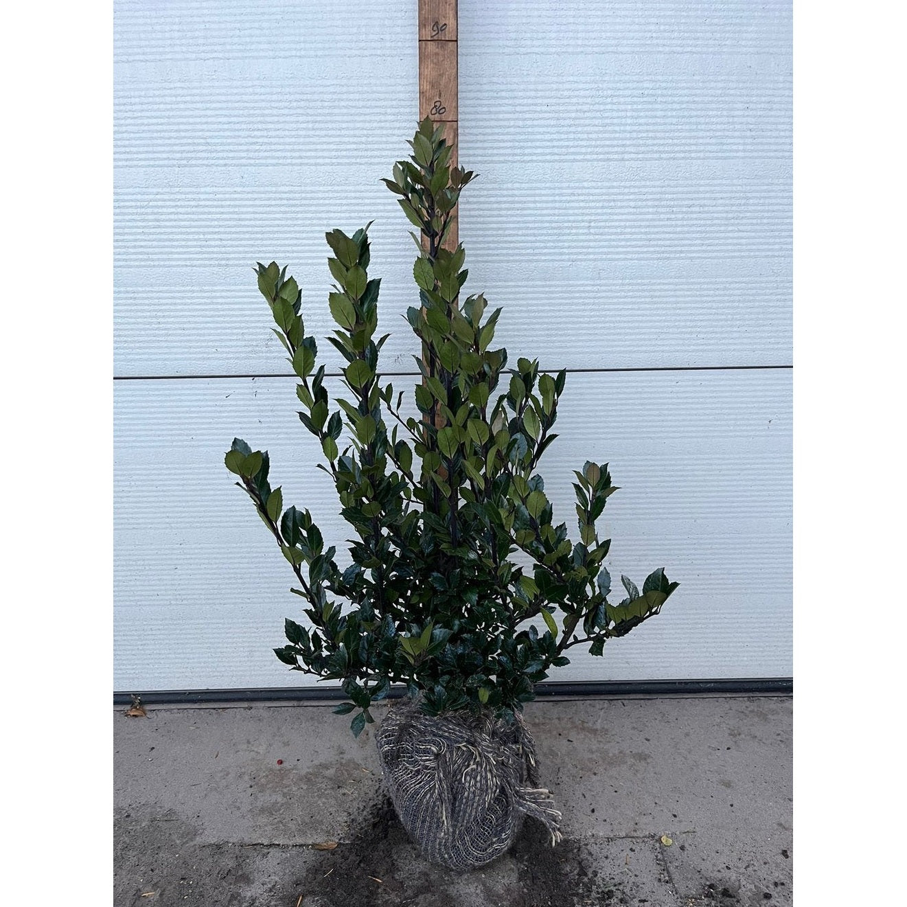 Blå järnek – Ilex meservae 'Heckenblau' - 50-60 CM RB