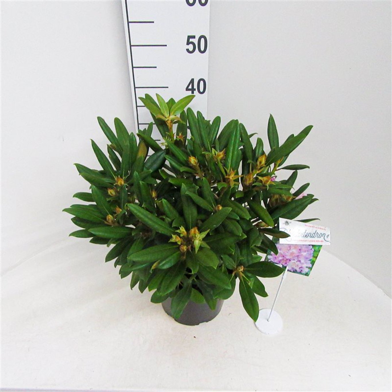 Rhododendron – Rhododendron (Y); 'Carol. Allbrook' - C5 30/+ CM