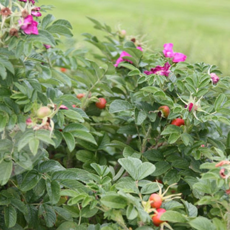 Rugosaros – Rosa rugosa 'Rubra' - 40-60 CM bare root 1/1   2/+ branche