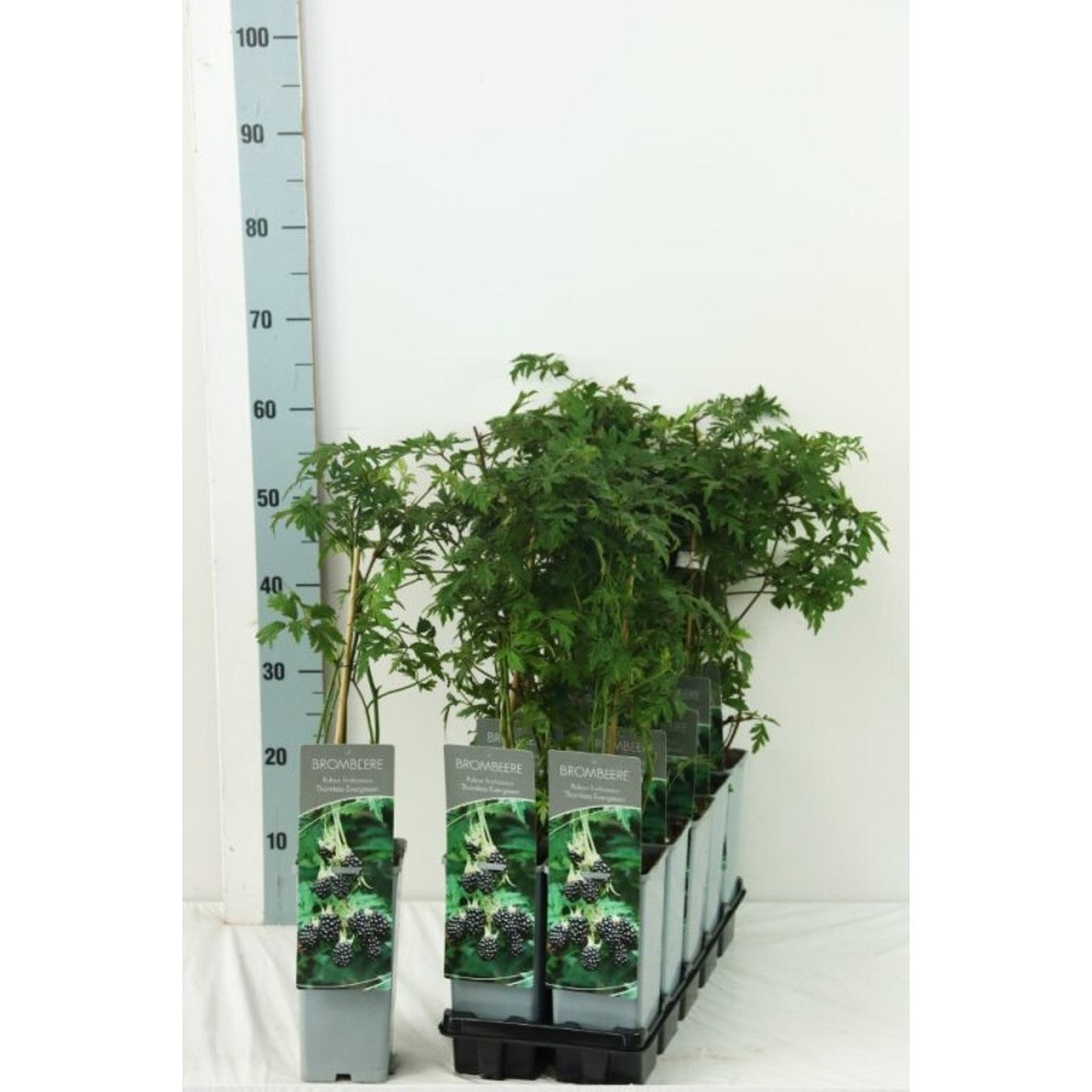 Taggfri björnbär – Rubus fruticosus 'Thornless Evergreen' - C2 30-40 CM