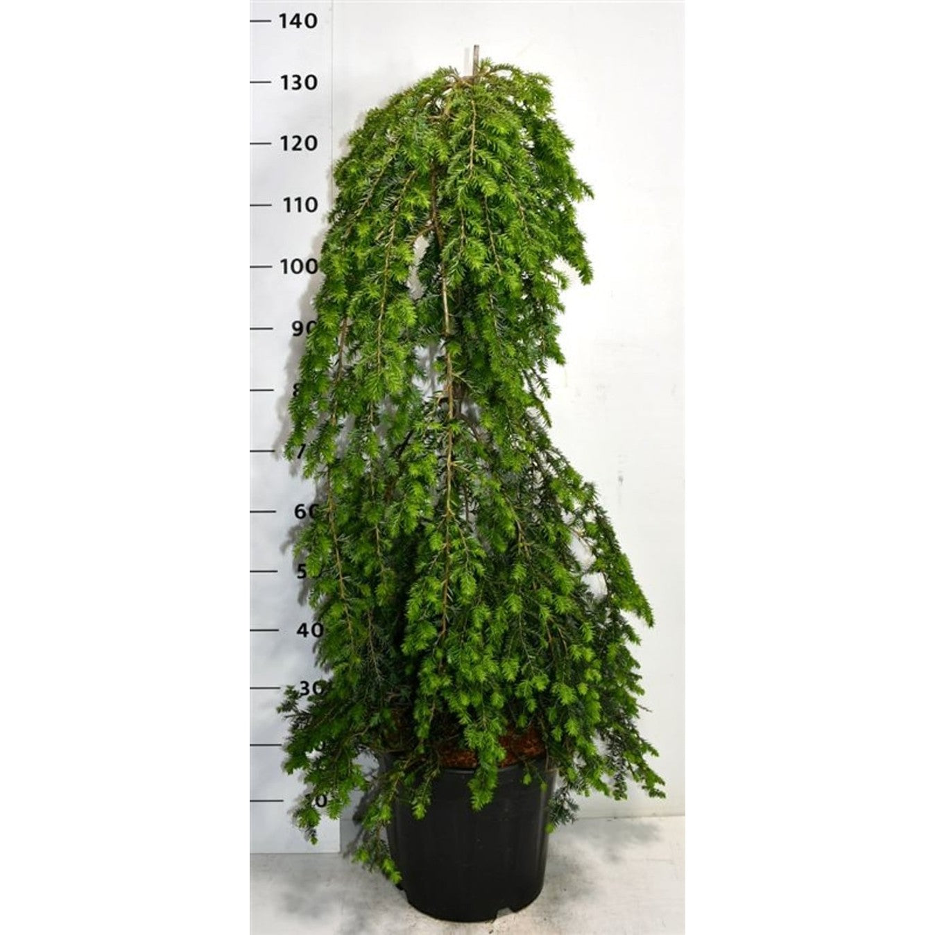 Hemlock – Tsuga canadensis 'Pendula' - C20 100-125 CM