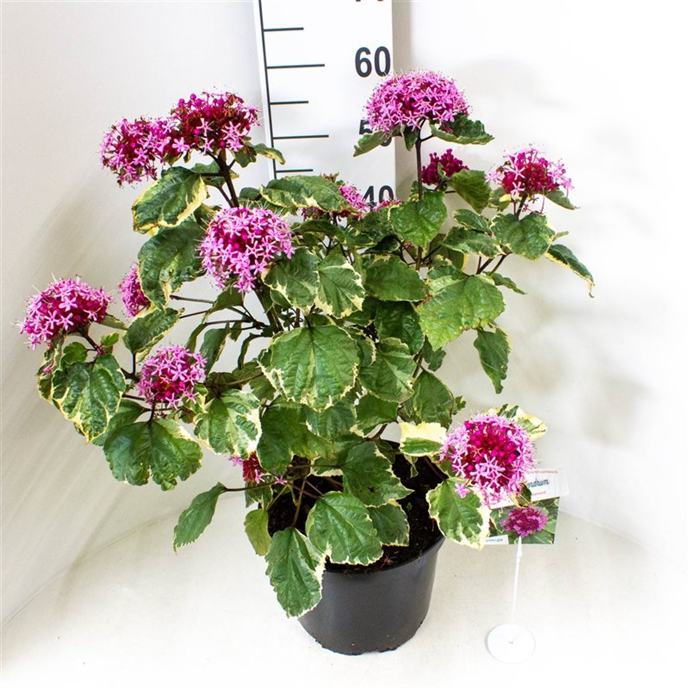 Lyckoknopp – Clerodendrum bungei 'Pink Diamond' - C10 50-60 CM