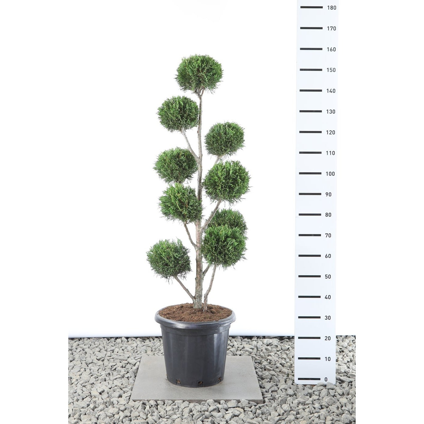 Leylandcypress – Cupressocyparis leylandii 'Tweeduizendéén' - 100-125 CM PonPon EXTRA in Cont.