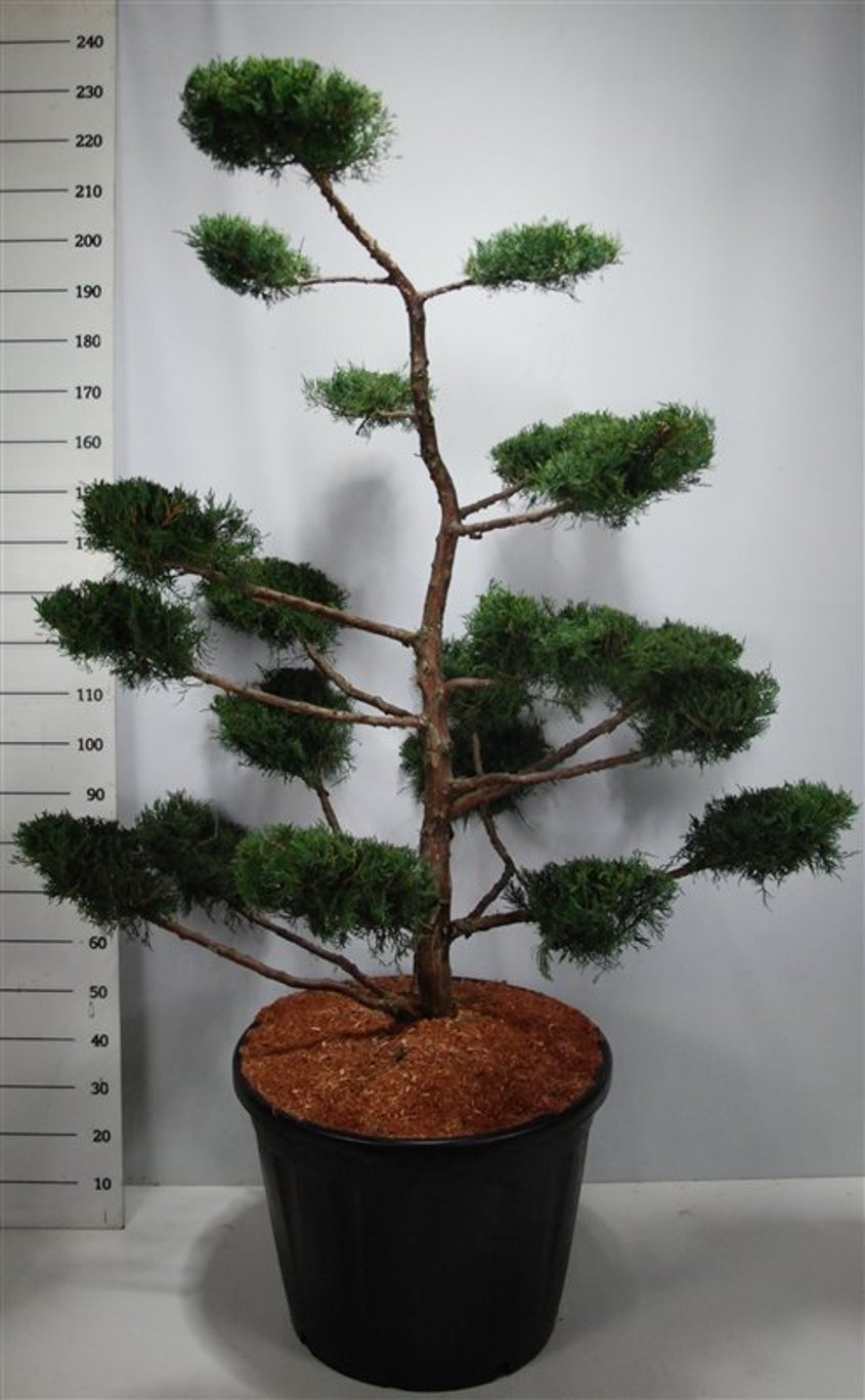 Virginsk en – Juniperus virginiana &