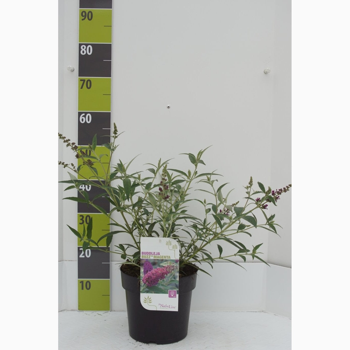 Sommarlilja – Buddleja d. 'Buzz Magenta' - C4,6