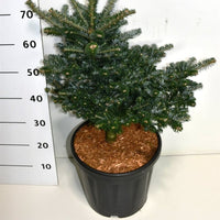 Koreagran – Abies koreana 'Discus' - C18 40-50 cm.
