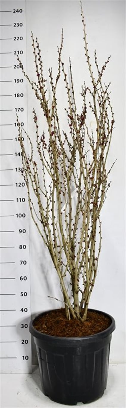Kinesisk judasträd – Cercis chinensis &
