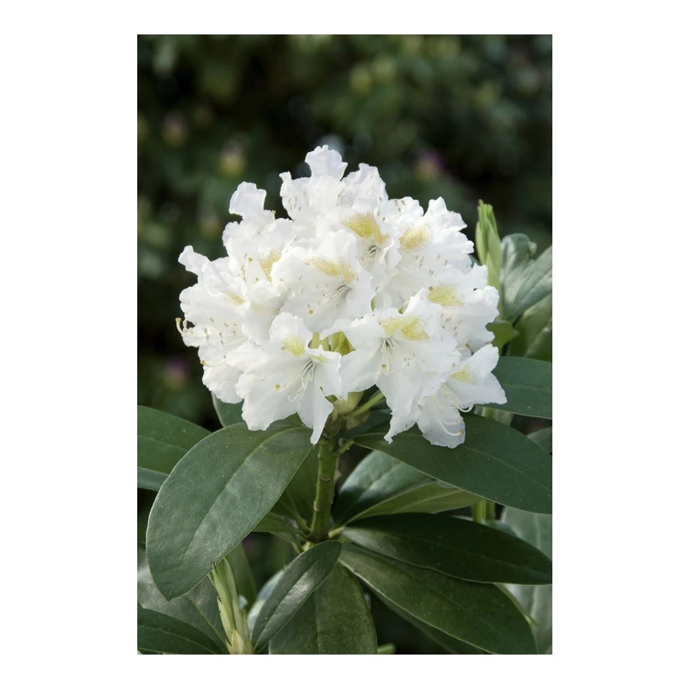 Rhododendron – Rhododendron 'Cunningham's White' - C5 40-50 CM