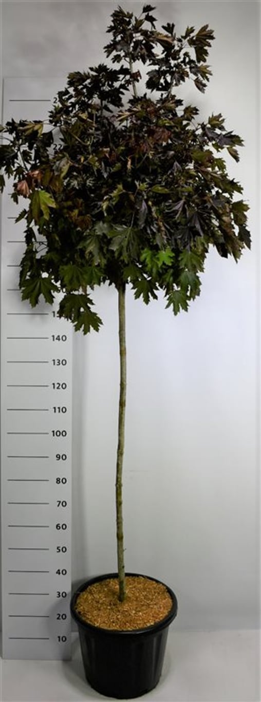 Spetslönn – Acer platanoides &