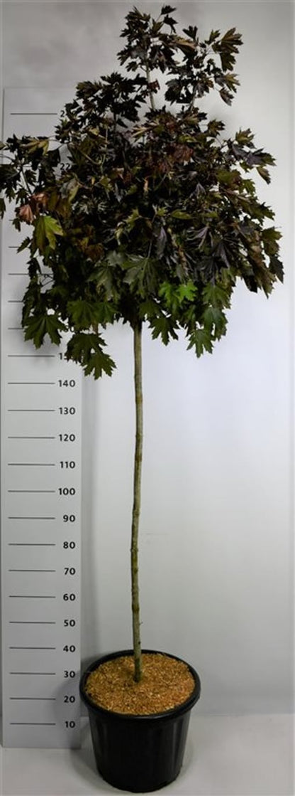 Spetslönn – Acer platanoides &