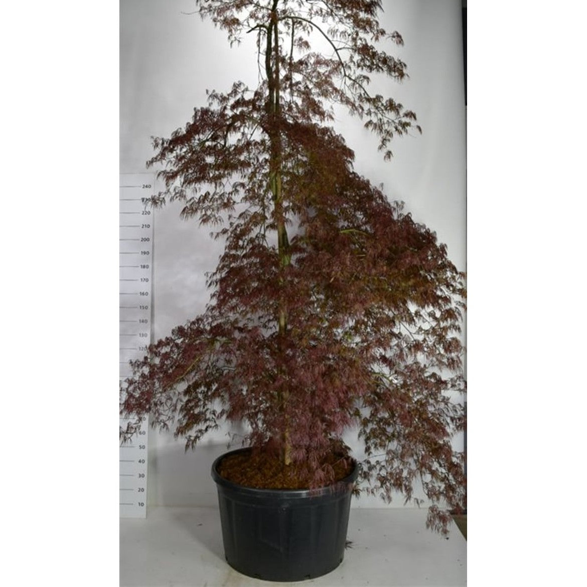 Japansk lönn – Acer palmatum 'Inaba-shidare' - C280 300-325 cm.