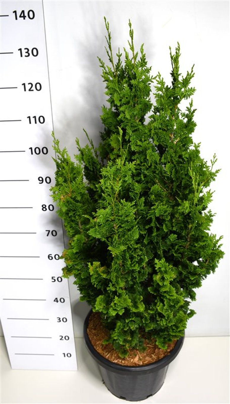 Thuja – Thuja occidentalis &