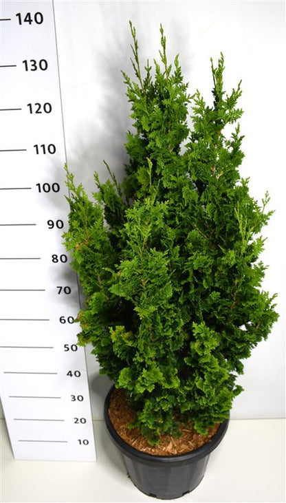 Thuja – Thuja occidentalis &