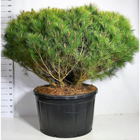 Svarttall – Pinus densiflora 'Alice Verkade' - C280 175-200 cm. Sol