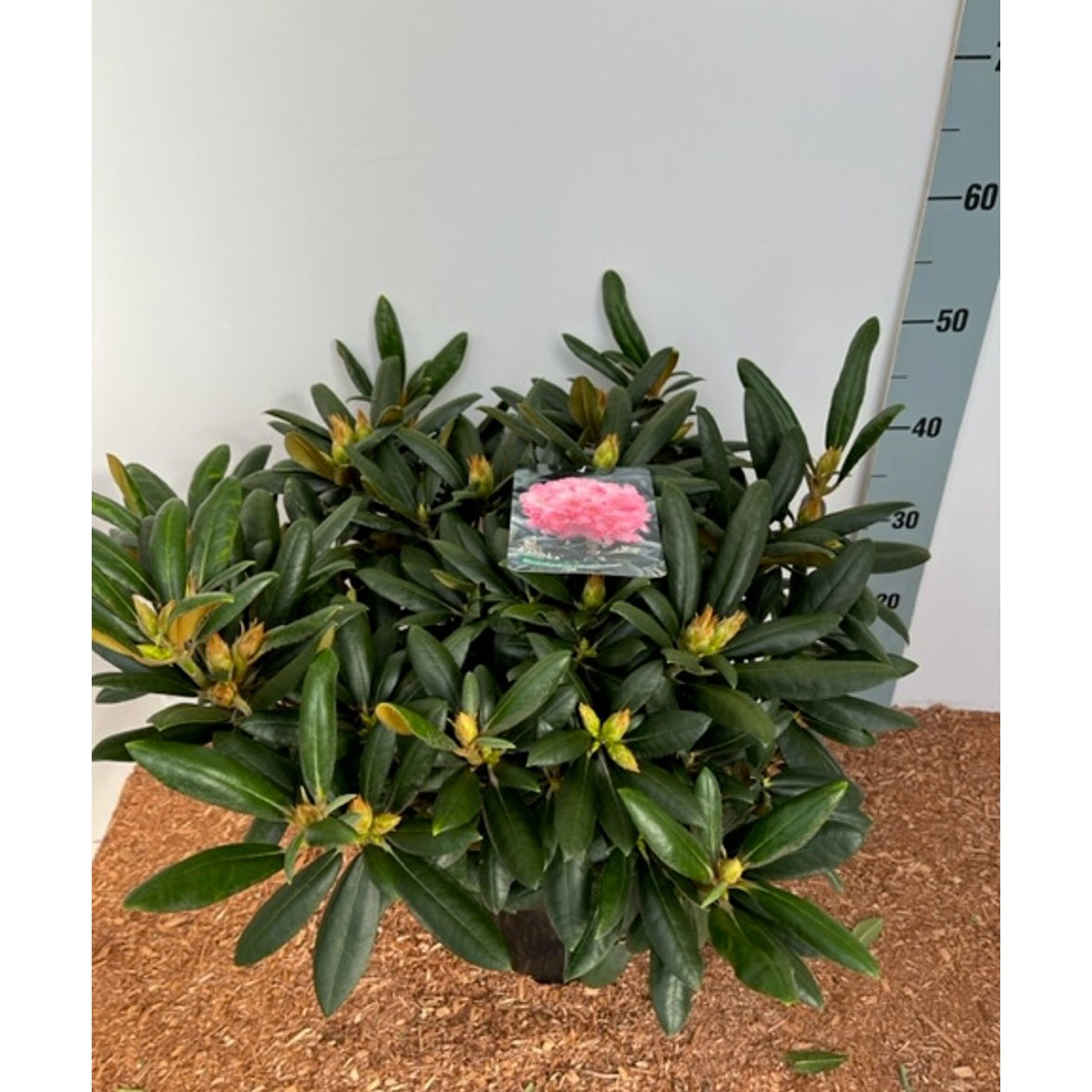 Rhododendron – Rhododendron (Y); 'Kalinka' - C12 50-60 CM