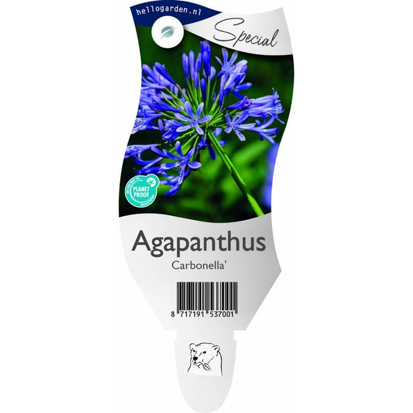 Afrikansk blåstjärna – Agapanthus Carbonella - P11