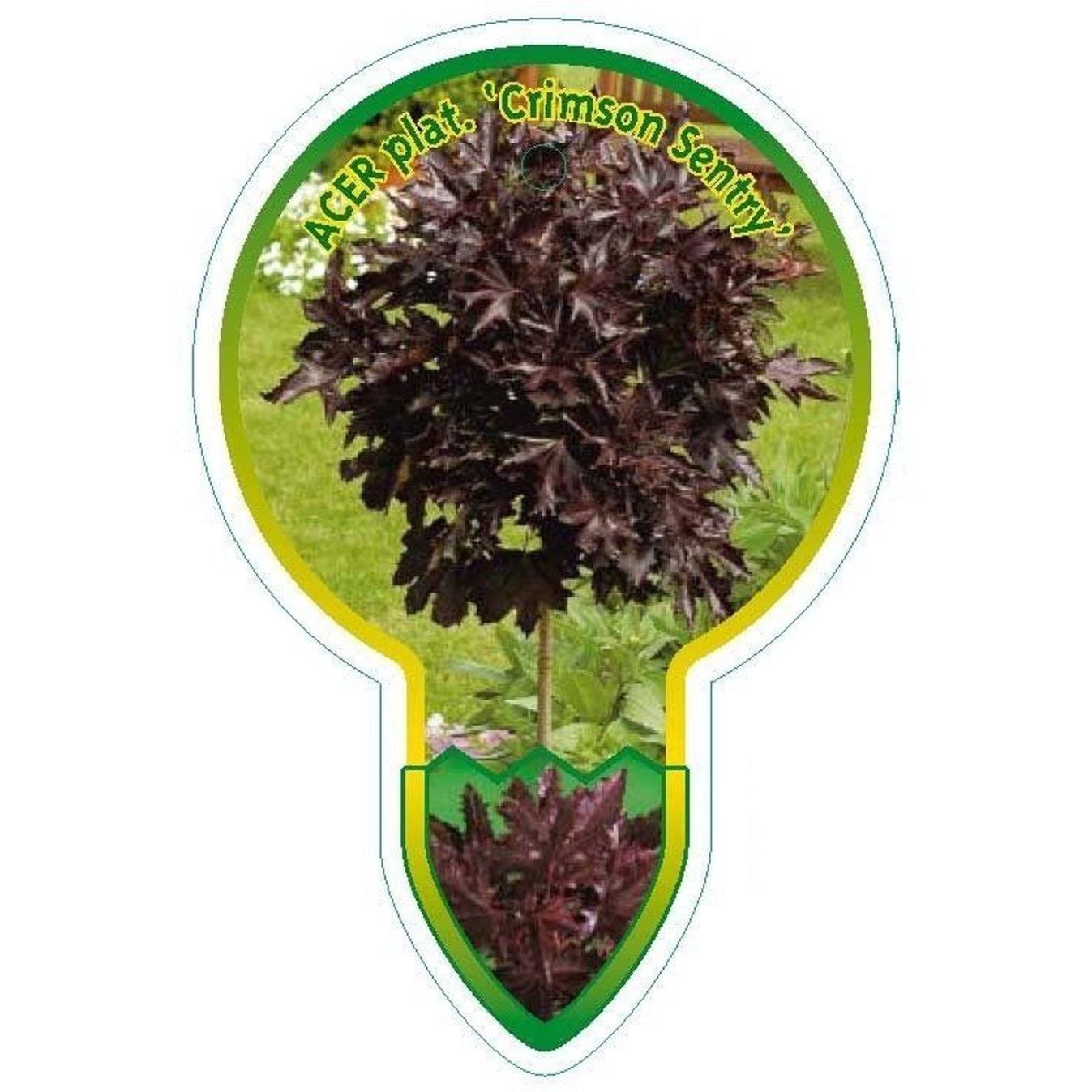 Skogslönn – Acer plat. 'Crimson Sentry' - 120 CM Stem C5