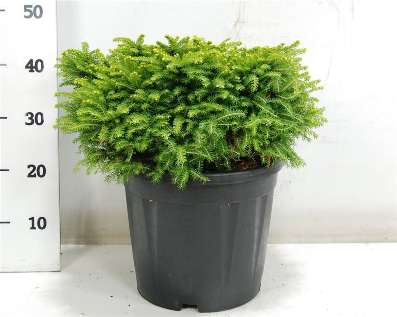 Gran – Picea abies &
