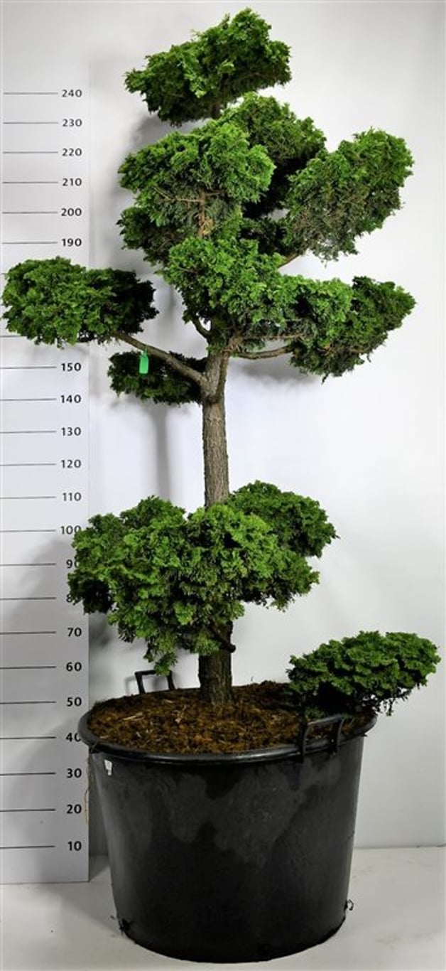 Ädelcypress – Chamaecyparis obtusa &