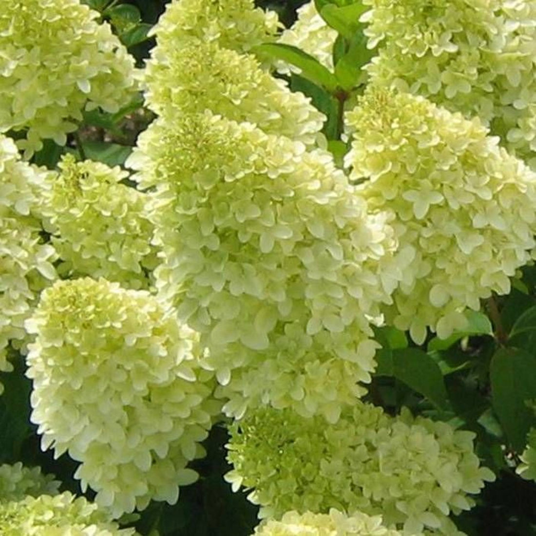 Syrenhortensia – Hydrangea paniculata &