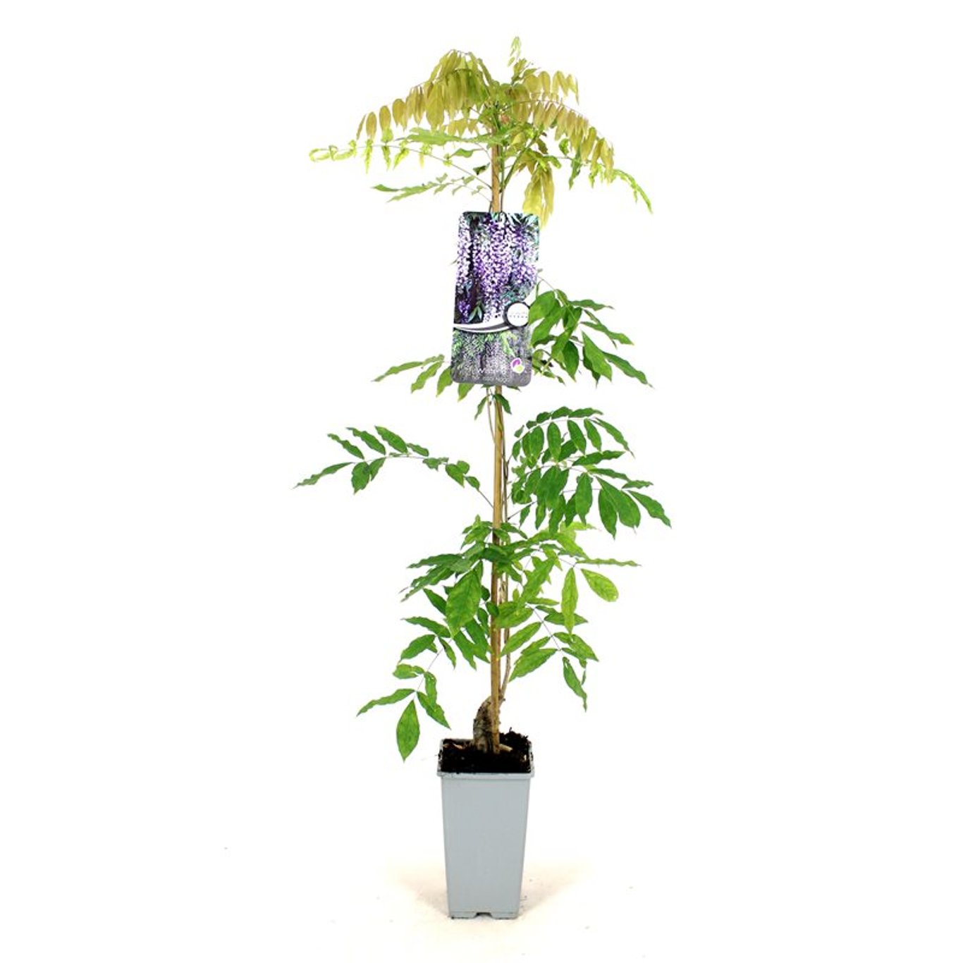 Blåregn – Wisteria floribunda 'Issai-naga' - C2 80-100 CM Stick