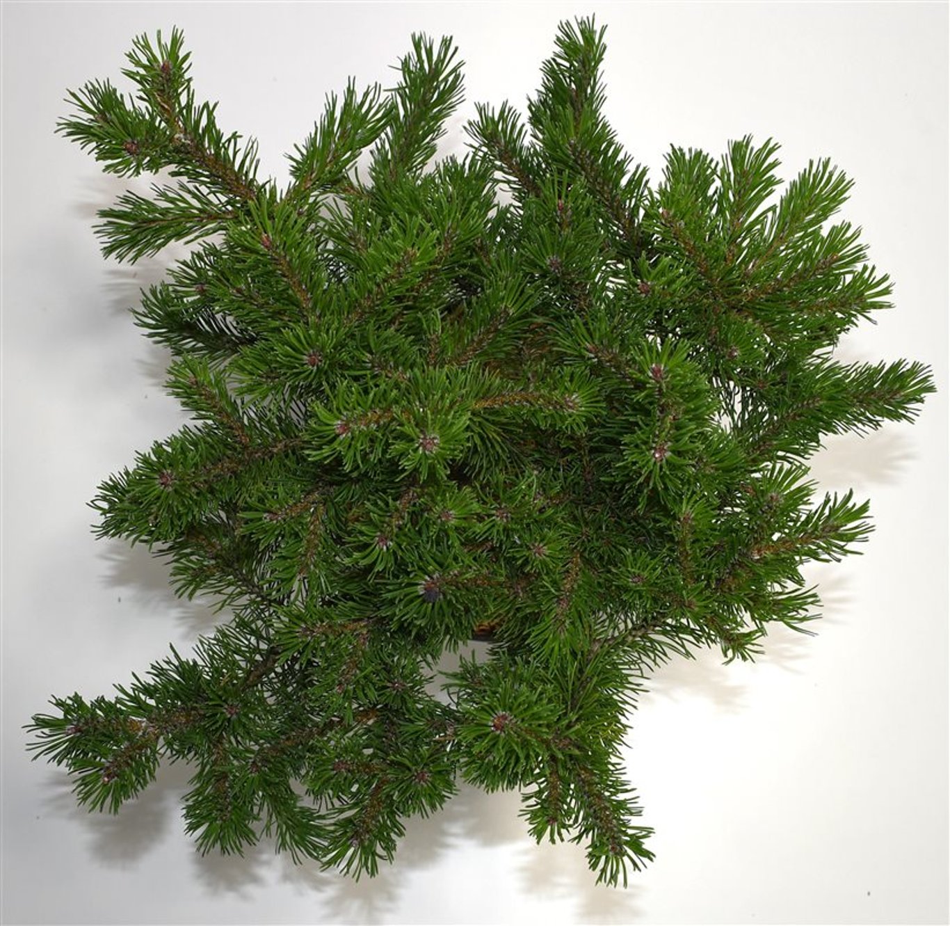 Bergtall – Pinus mugo &