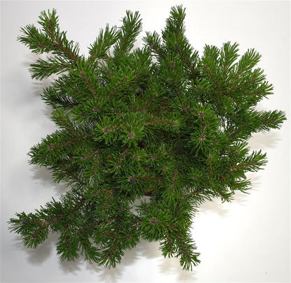 Bergtall – Pinus mugo &