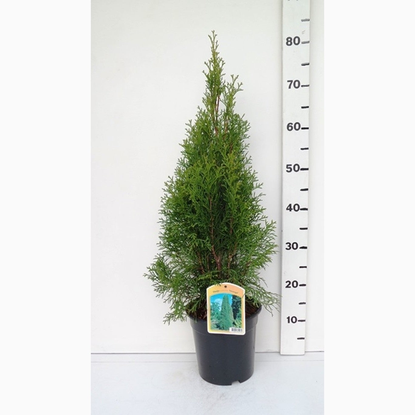 Thuja – Thuja occidentalis 'Smaragd' - C3 50-60 CM