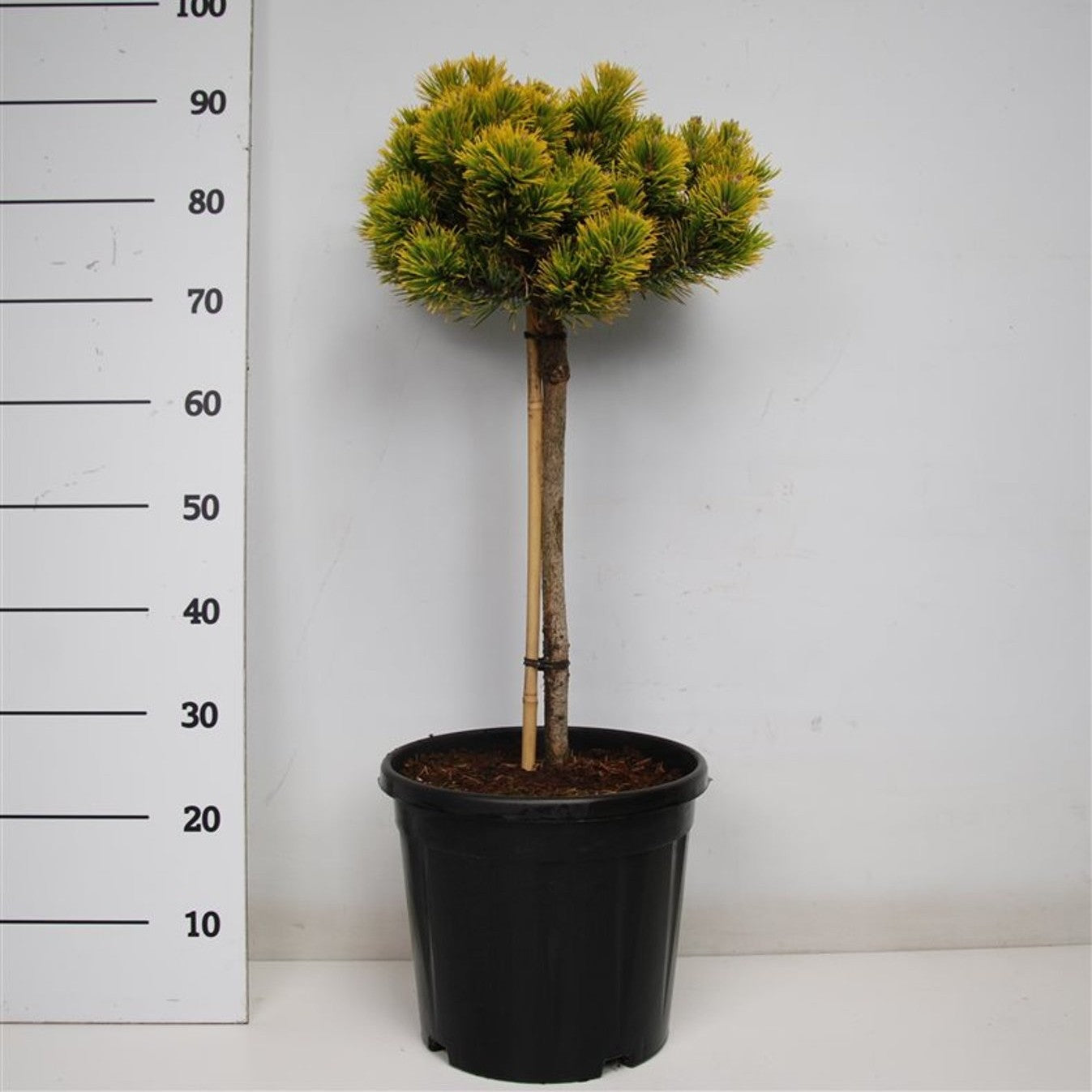 Bergtall – Pinus mugo 'Carstens Wintergold' - 40 CM Stem C12