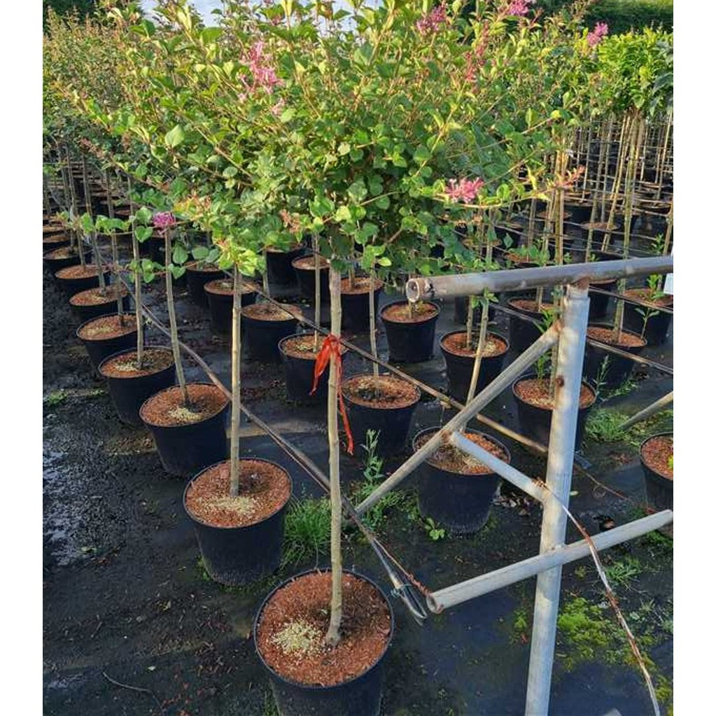 Syren – Syringa meyeri 'Pink Perfume' - 80 CM Stem C12