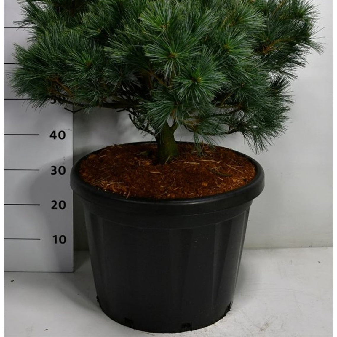 Västra vit­tall – Pinus strobus 'Krüger's Lilliput' - C45 60-70 cm.