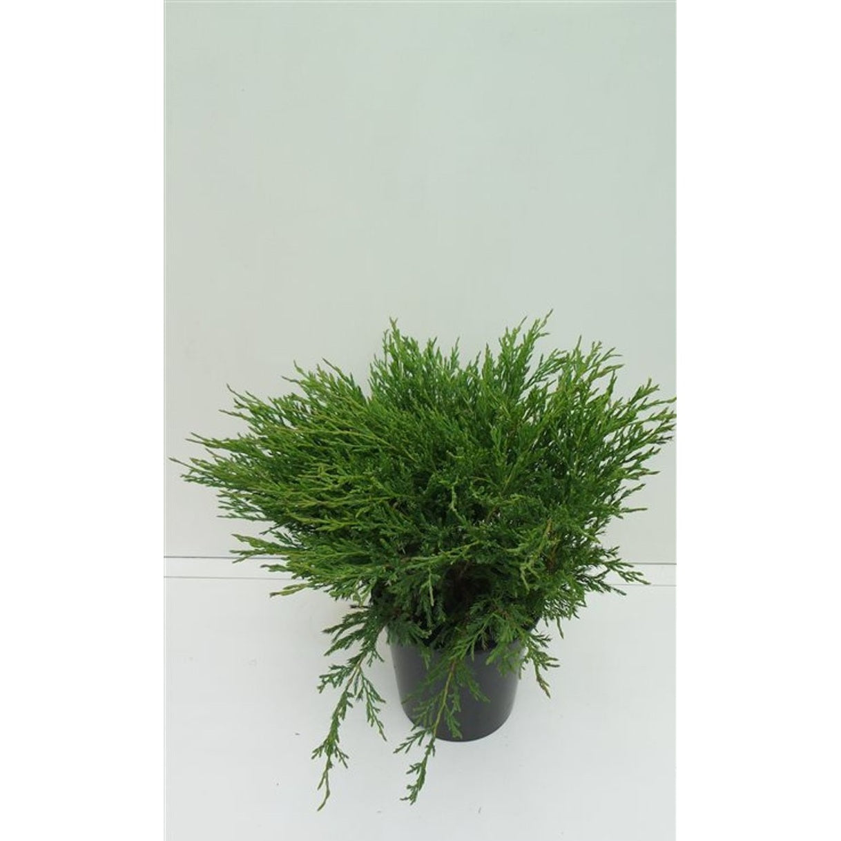 Kryp-en – Juniperus horizontalis 'Andorra Compact' - C3 30-40 CM