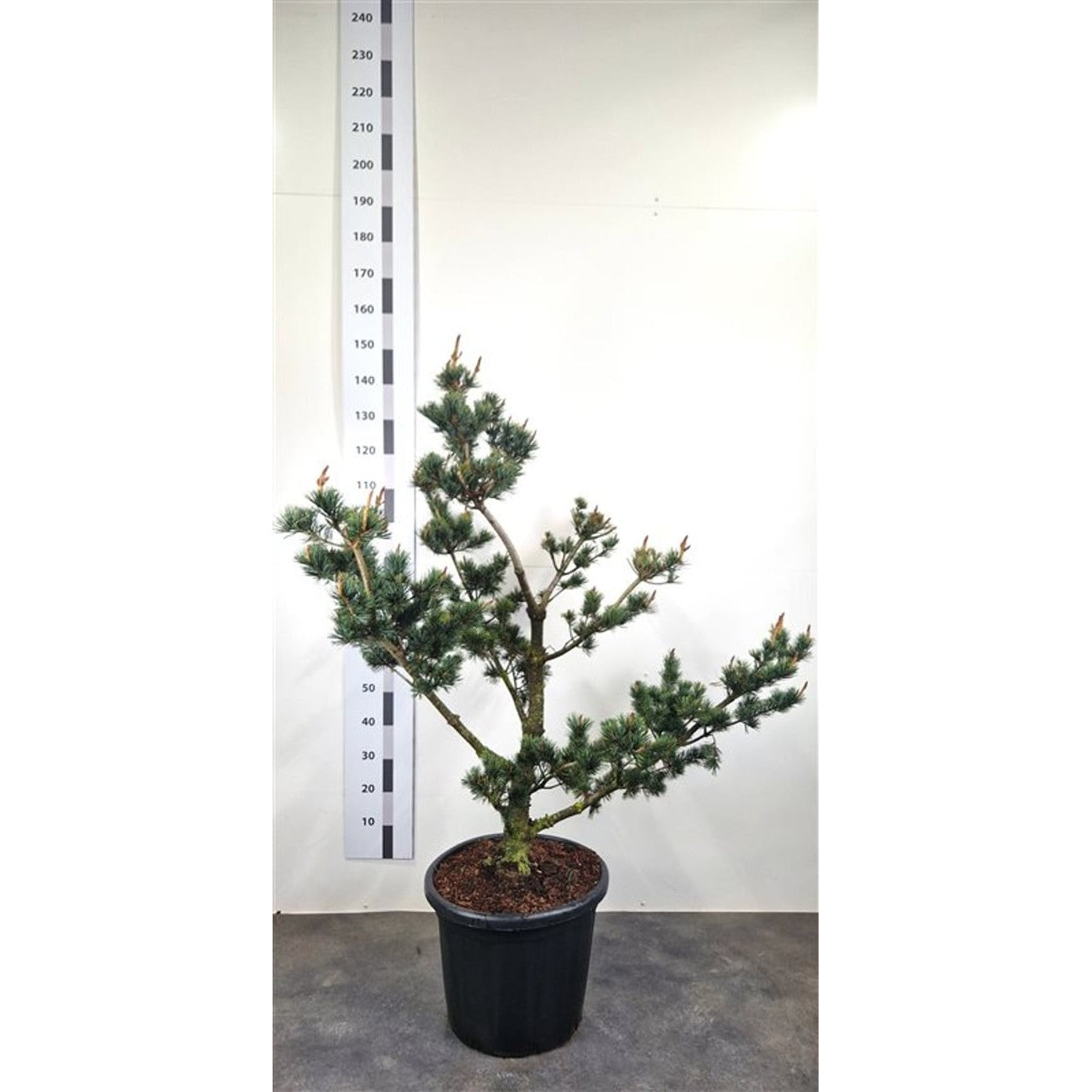 Japansk vitbarrtall – Pinus parviflora 'Pentaphylla Glauca' - 100-120 CM Bonsai Cont.