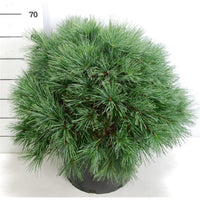 Västra vit­tall – Pinus strobus 'Bergman's Mini' - C25 50-60 cm.