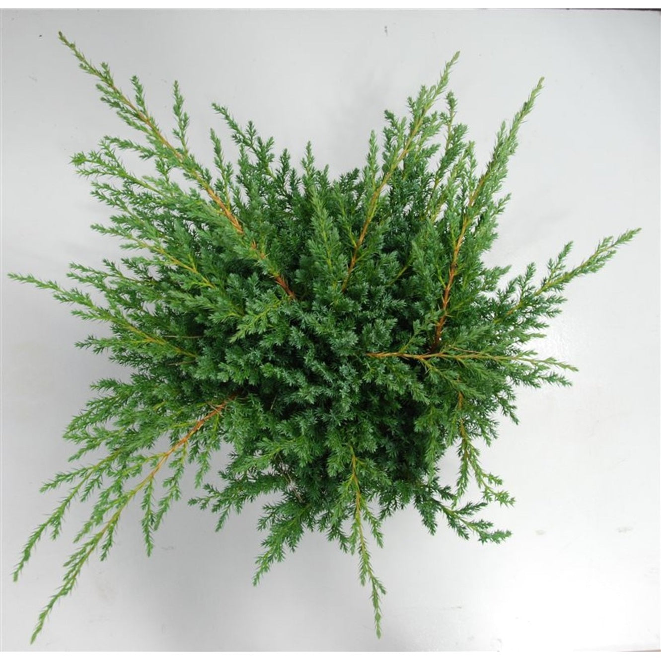 Himalaya-en – Juniperus squamata 'Blue Swede' - C7.5 40-50 cm.