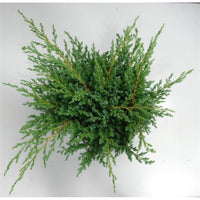 Himalaya-en – Juniperus squamata 'Blue Swede' - C7.5 40-50 cm.