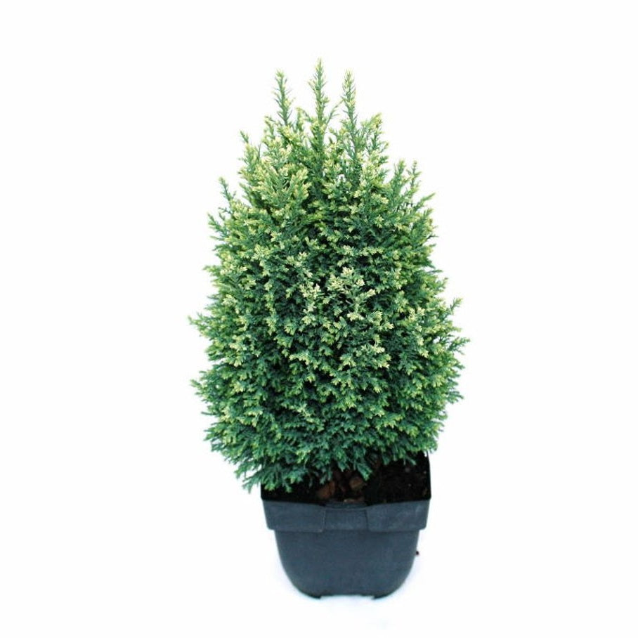 Ädelcypress – Chamaecyparis lawsoniana 'Snow White' - C2
