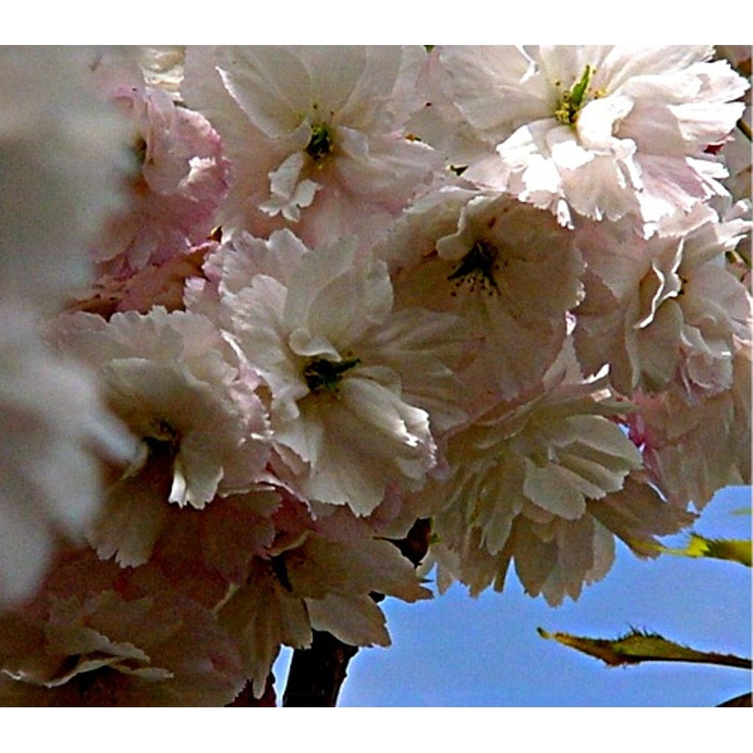 Japanskt körsbär – Prunus serrulata 'Ukon' - 12/14 RB