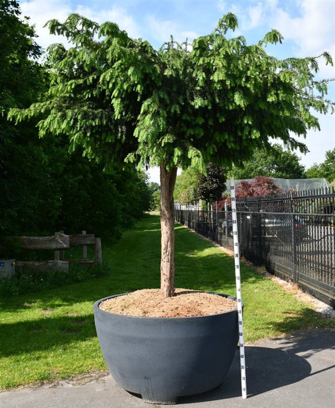 Idegran – Taxus baccata 'Dovastoniana' - C 1040 Decopot 150-160 cm. Stam