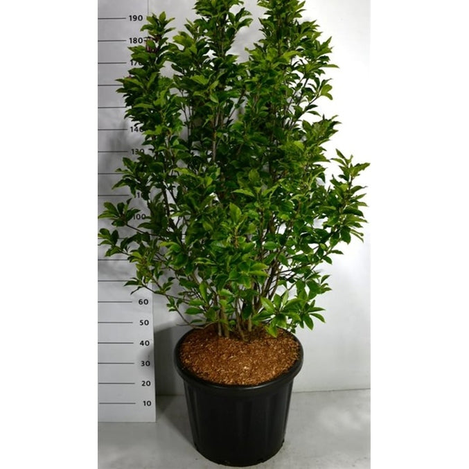 Magnolia – Magnolia &