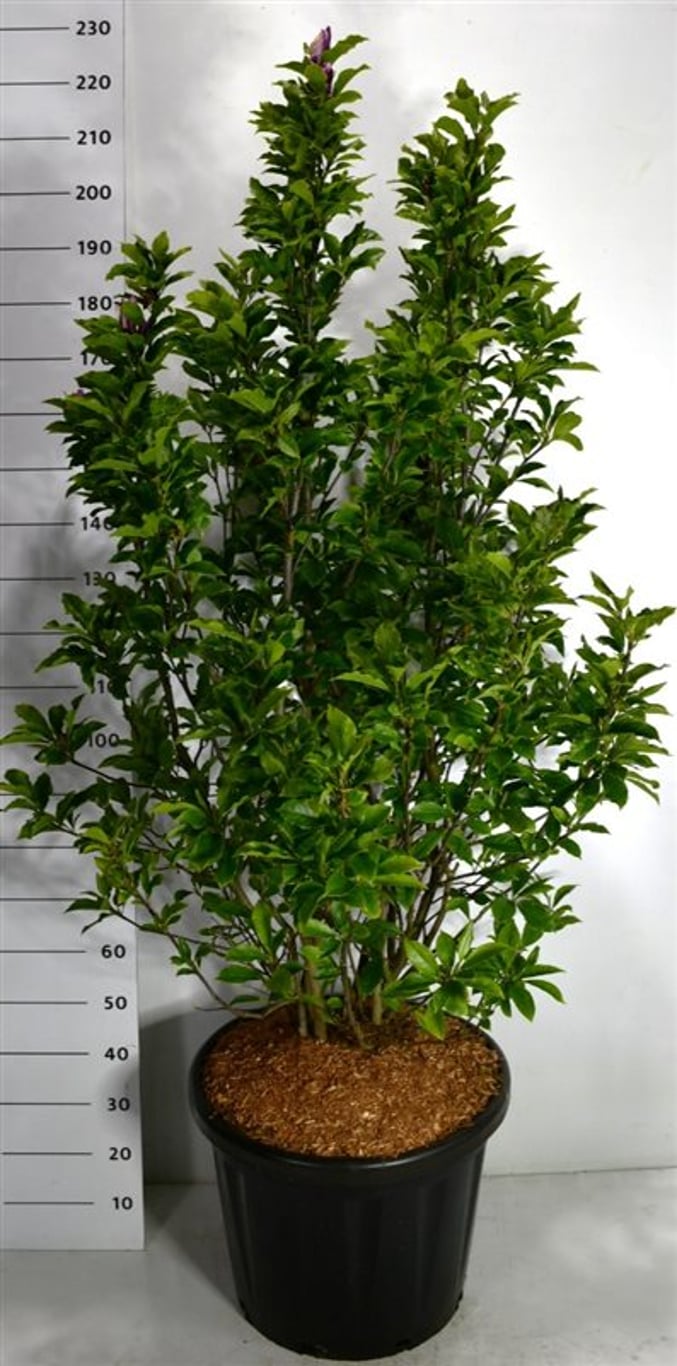 Magnolia – Magnolia 'Susan' - C80 125-150 cm. Sol