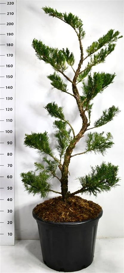 Pfitzer-en – Juniperus pfitzeriana &