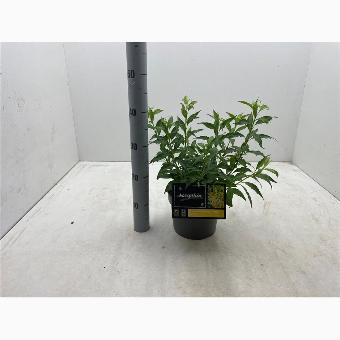 Forsythia – Forsythia intermedia &