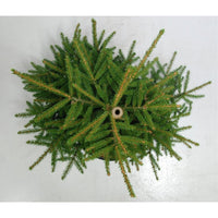 Orientalisk gran – Picea orientalis 'Aureospicata' - C13 50-60 cm.