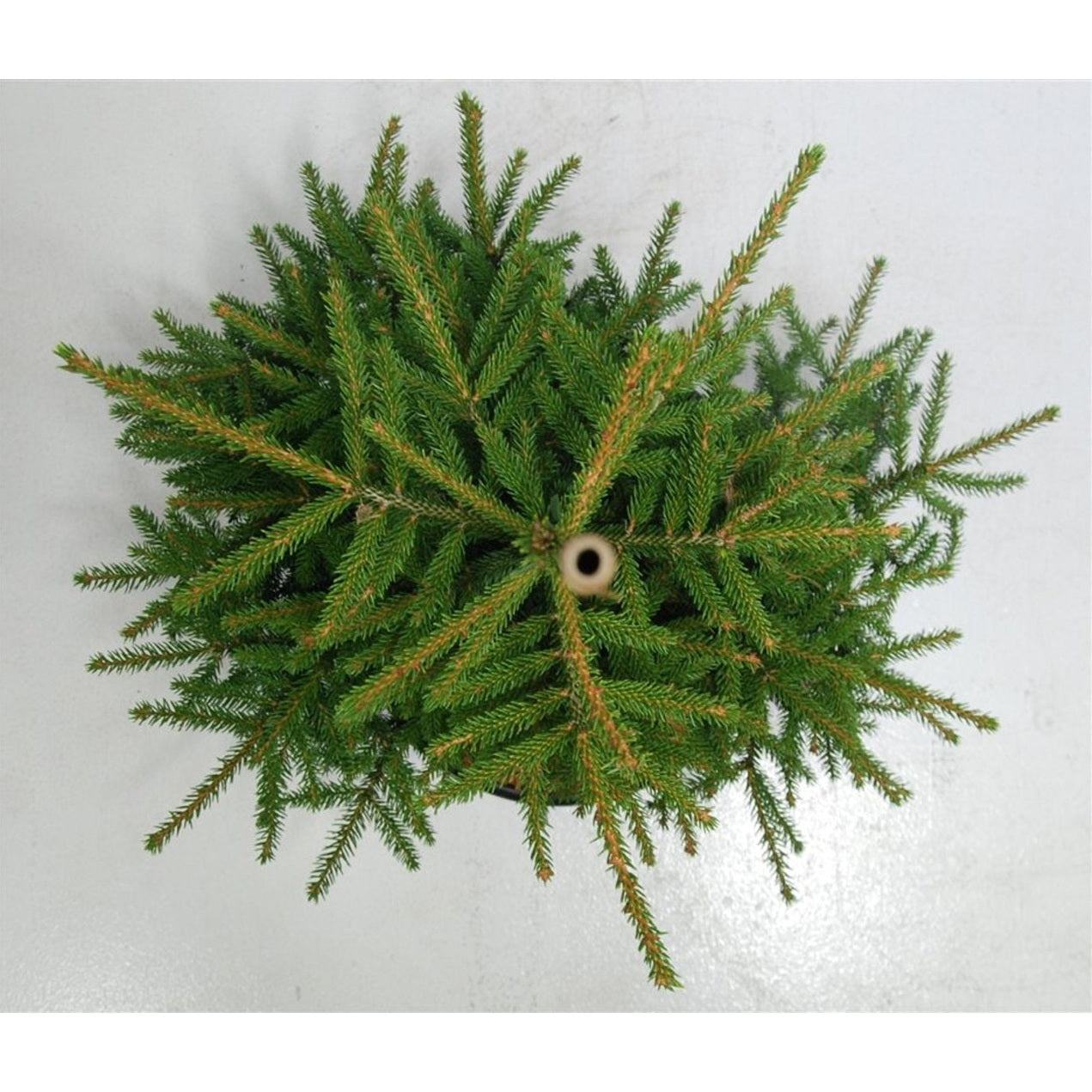 Orientalisk gran – Picea orientalis 'Aureospicata' - C13 50-60 cm.