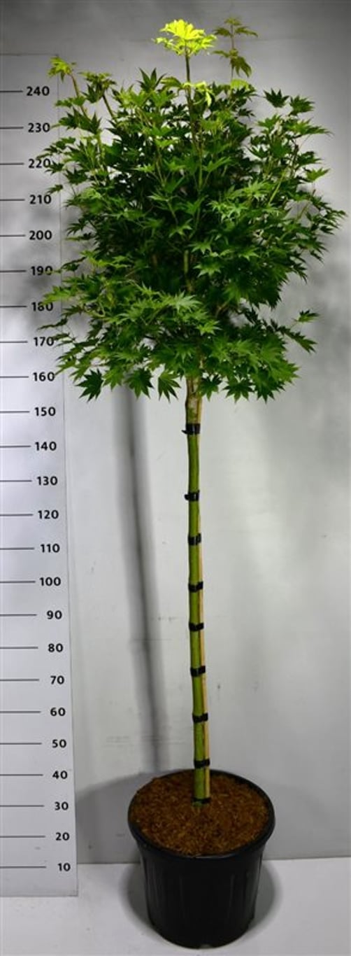 Japansk solfjäderslönn – Acer shirasawanum &