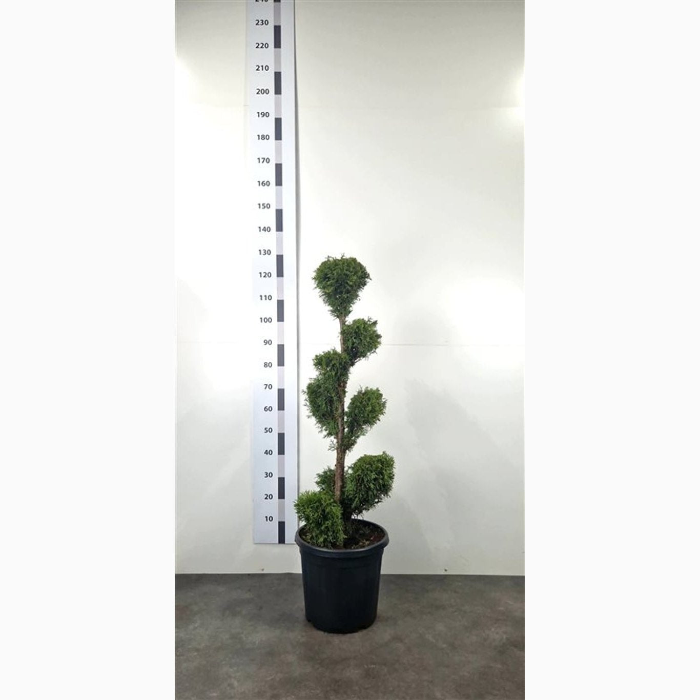 Thuja – Thuja occidentalis 'Smaragd' - 80-100 CM PonPon Cont.