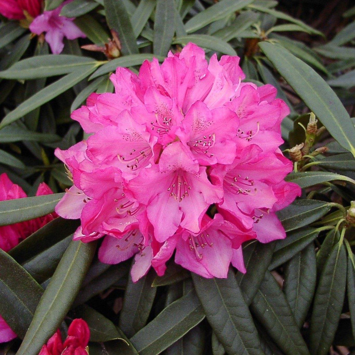 Rhododendron – Rhododendron 'Rosa Perle' - C5 30-40 CM