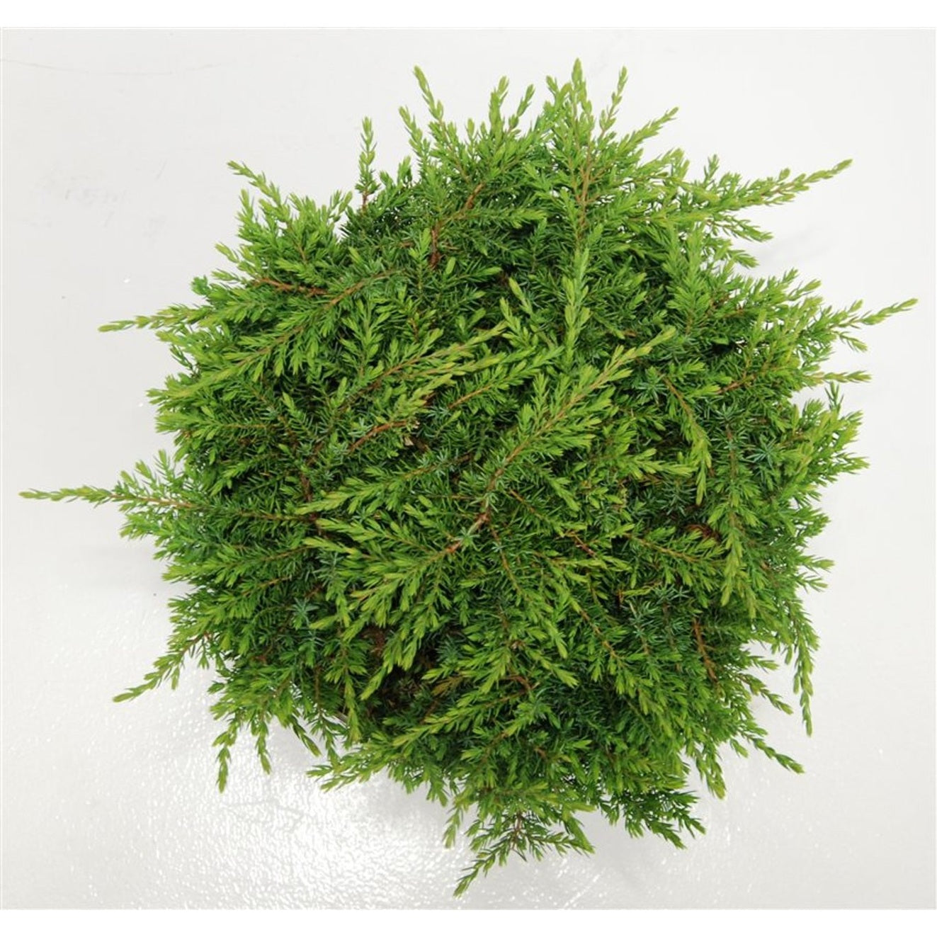 En – Juniperus communis &